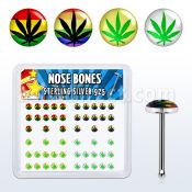 nblgx1 caja display piercing nariz hueso plata esterlina 925 0 6mm disenos variados logos marihuana distribuidor mayorista